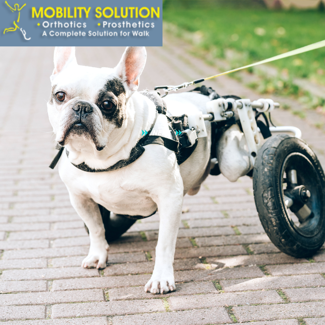 Top Prosthetic Leg Options for Dogs and Their Cost in India